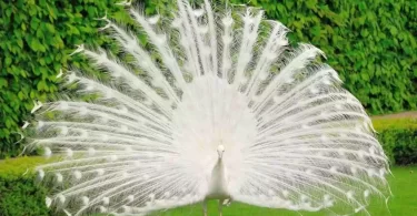 Peacock Images Peacock Photos Peacock Wallpapers Peacock Pics Peacock Latest HD Images Peacock Photos Download